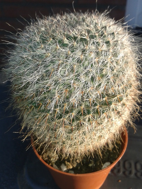 looking for a ID for this 2 mammillarias 20140116
