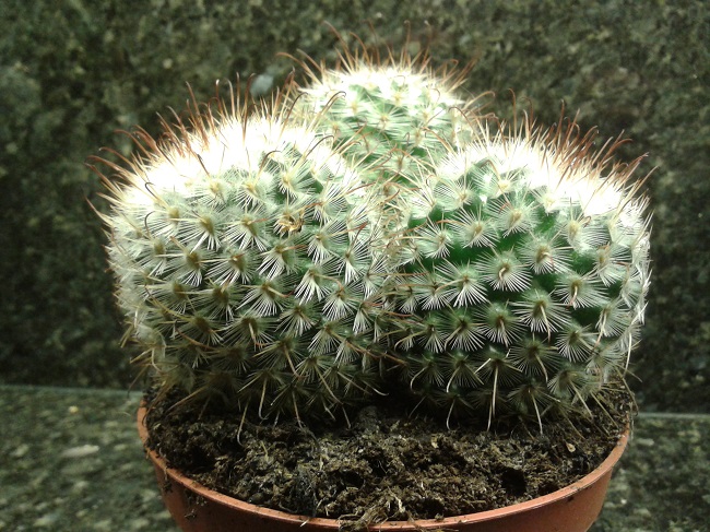 Mammillaria spinosissima  or Mammillaria meyrani  ? Onbeke11