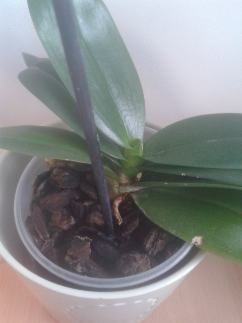 Que pensez vous de mes phalaenopsis ? 2013-110
