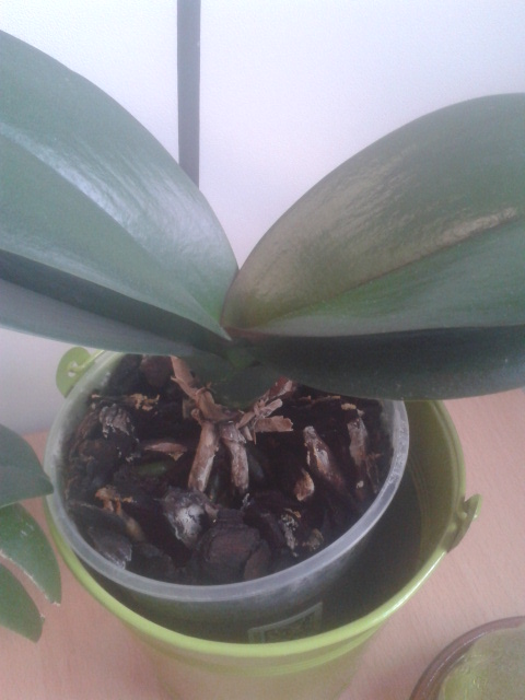 Que pensez vous de mes phalaenopsis ? 2013-111