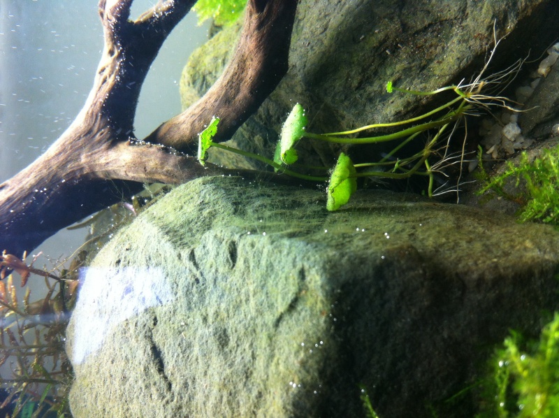 Les algues s'installent  Image44