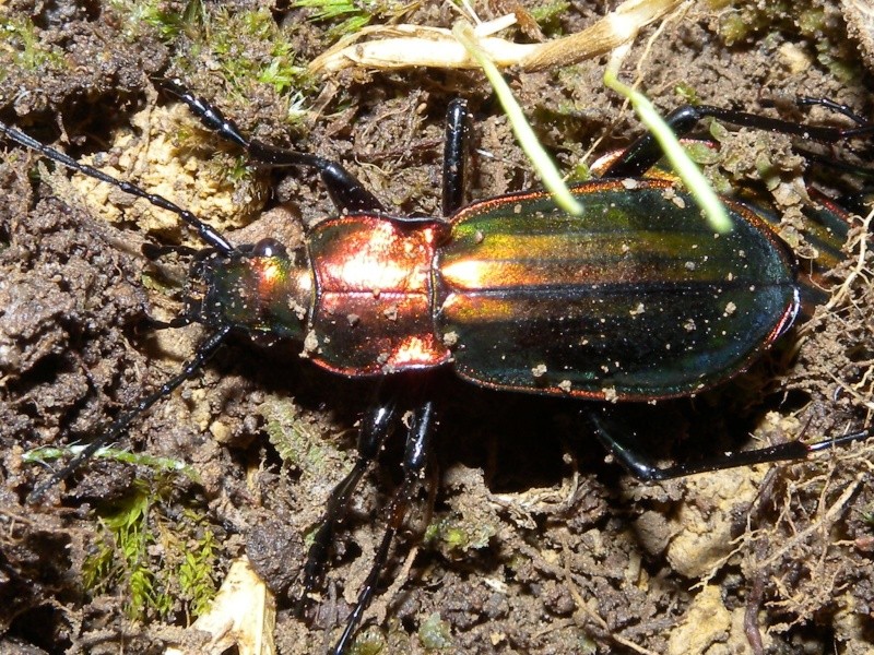 Chrysocarabus lineatus Numanc10