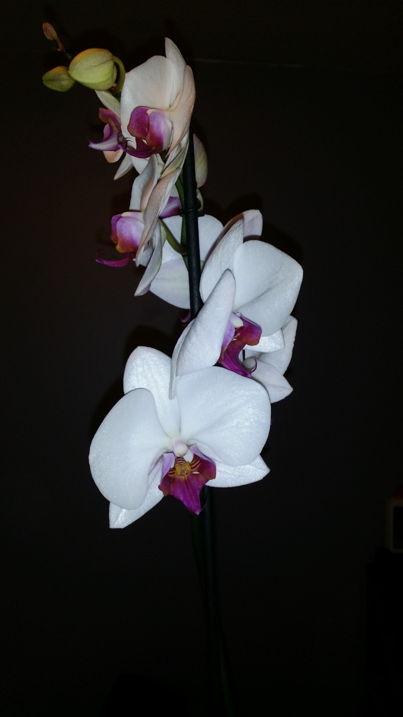Vos orchidées  - Page 10 20140419