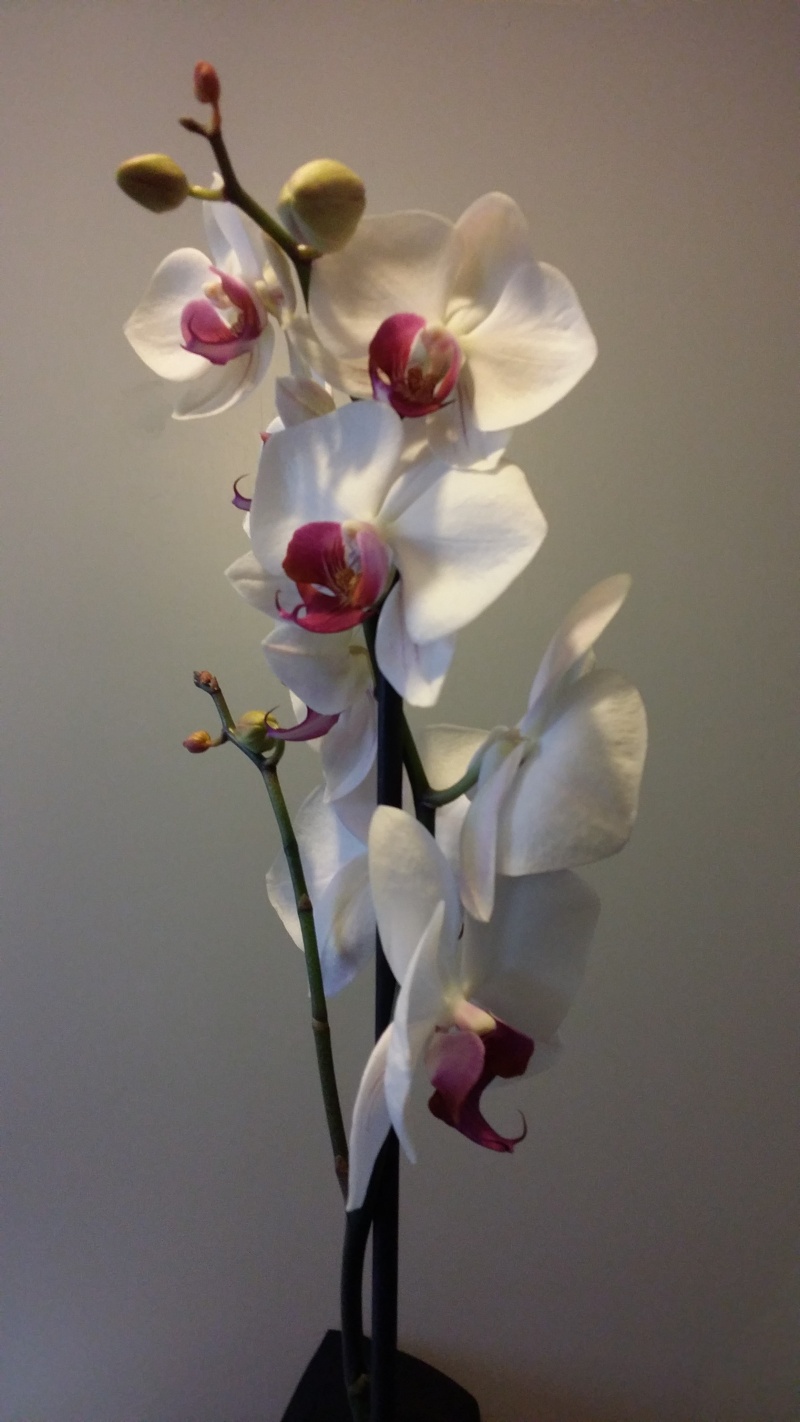 Vos orchidées  - Page 10 20140423