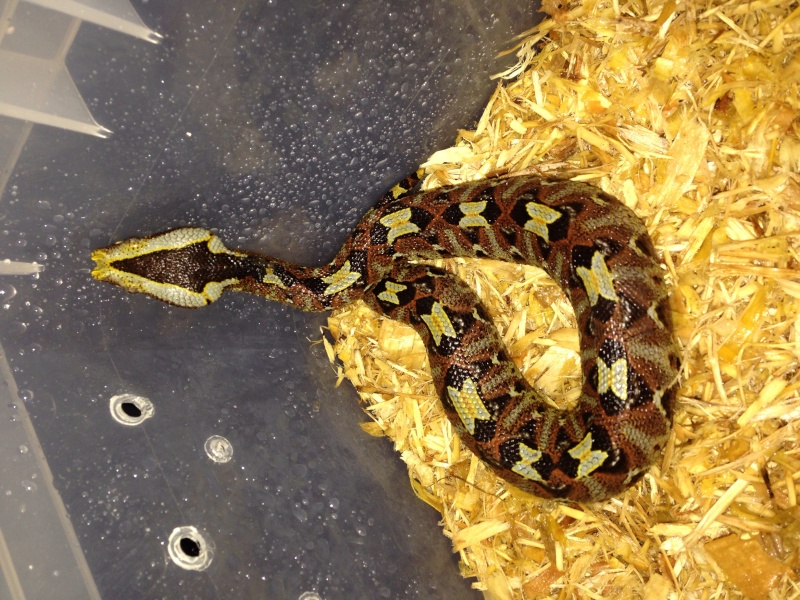 Bitis nasicornis yearling Image12