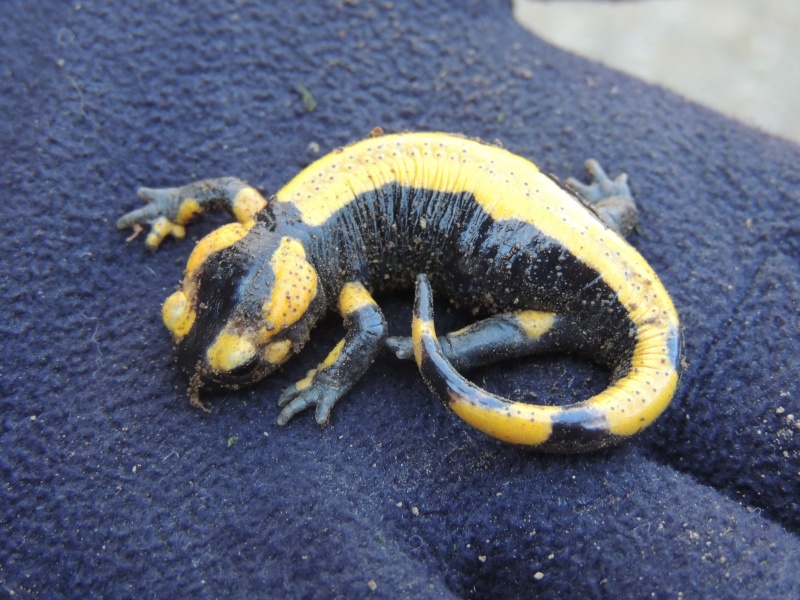 Salamandra salamandra mais quelle sous espece Sst10