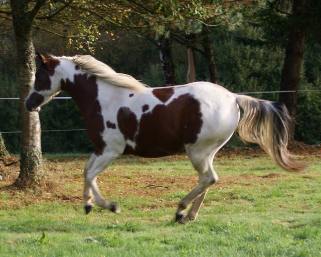 CYMELA PAINT HORSE 3510