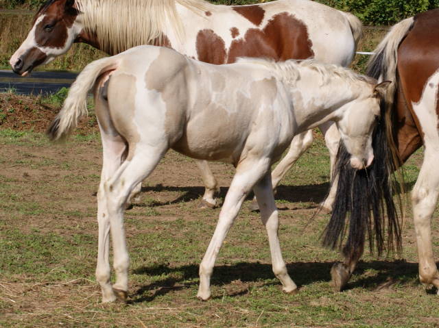 CYMELA PAINT HORSE Mimi11