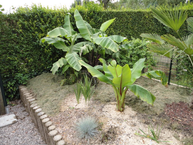 Petit jardin dans l'oise Dsc07310