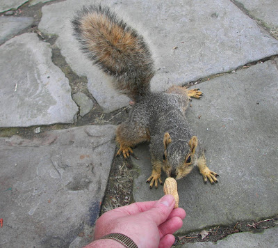 Yale University Kills All Campus Squirrels! Squirr10