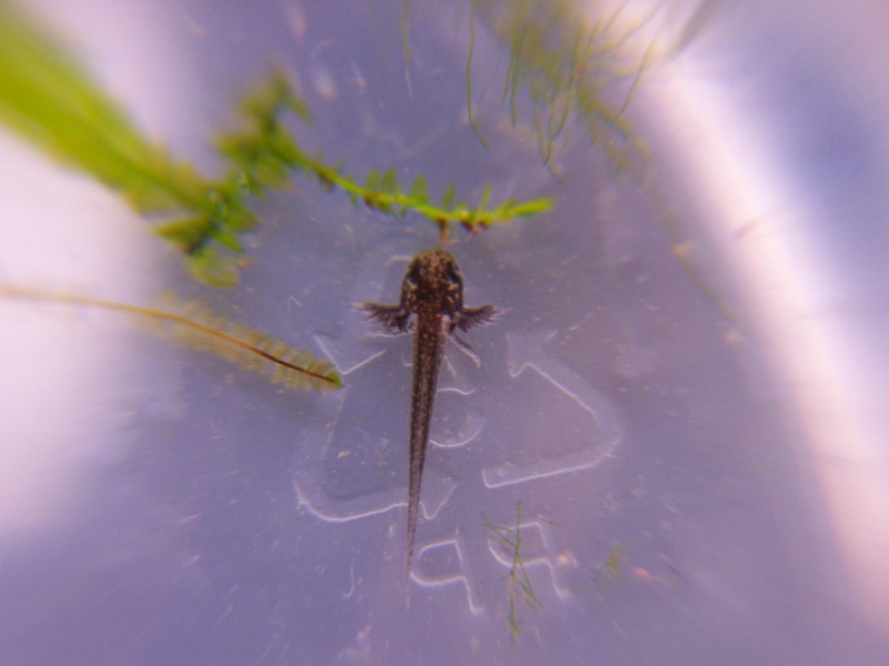 Mon paludarium à Cynops Orientalis  100_3512