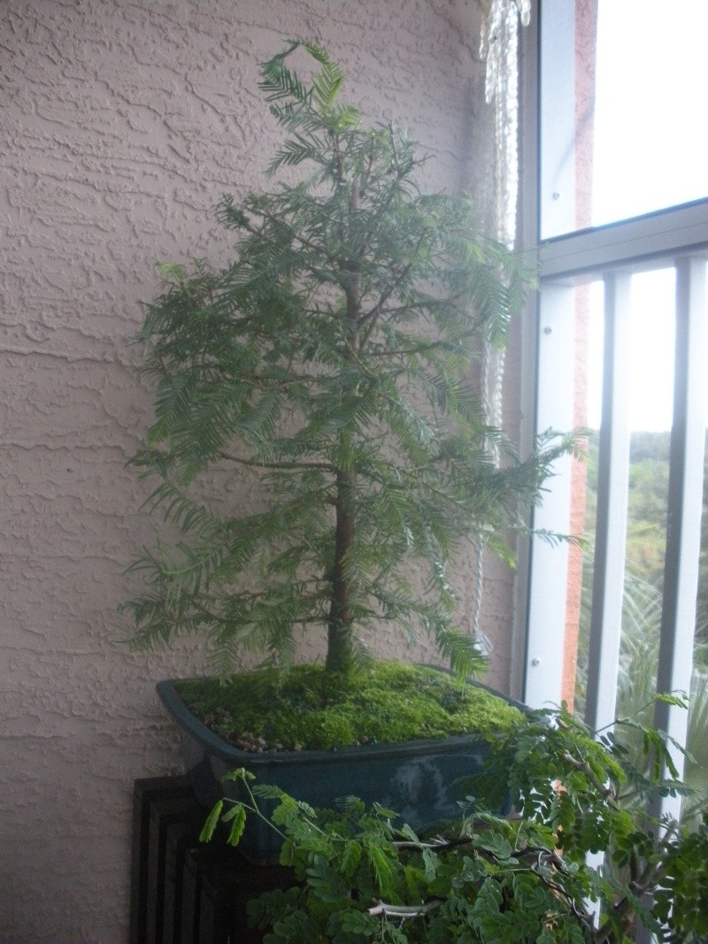 New to the forum! My trees/progression Growing in SW Florida Dscn2411