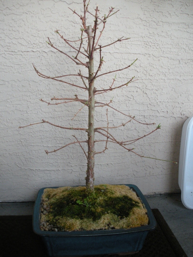 New to the forum! My trees/progression Growing in SW Florida Dscn2412