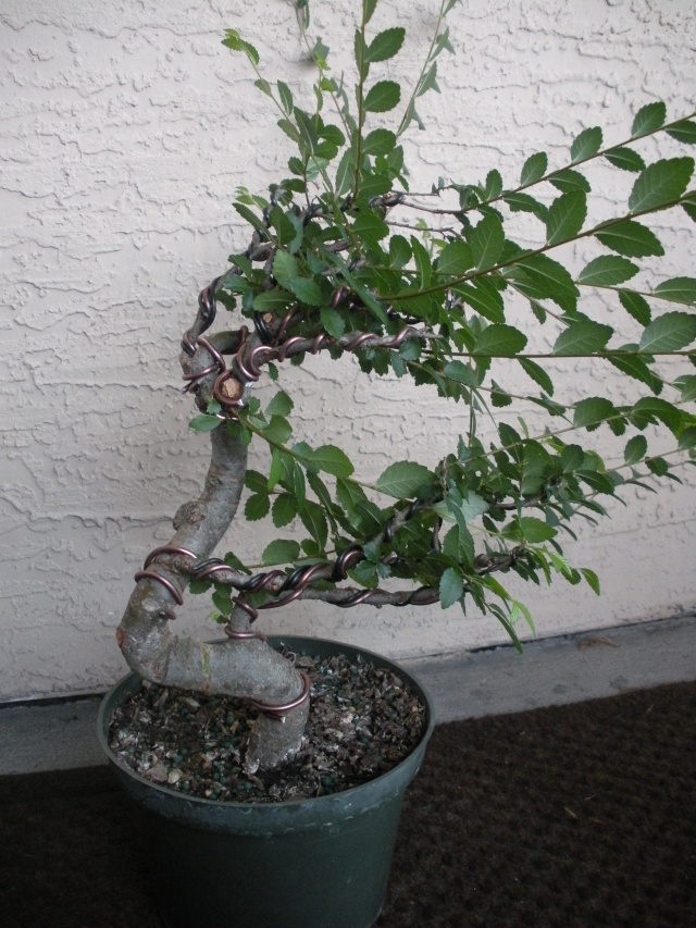 New to the forum! My trees/progression Growing in SW Florida Dscn2418