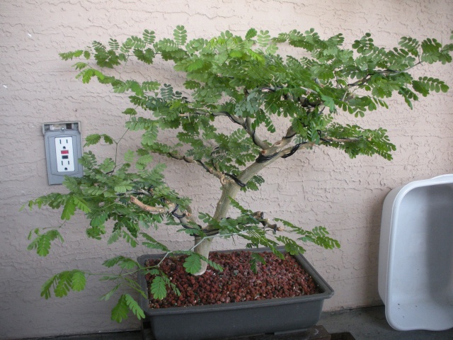 New to the forum! My trees/progression Growing in SW Florida Dscn2420
