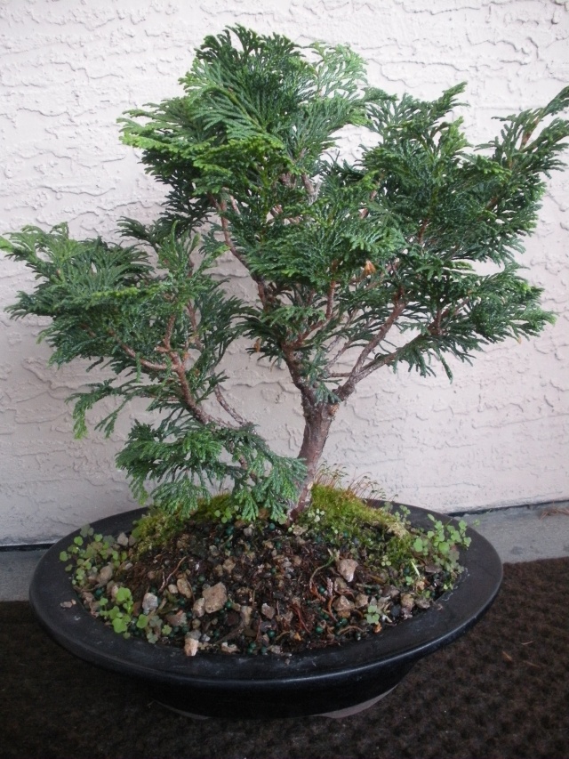 New to the forum! My trees/progression Growing in SW Florida Dscn2421