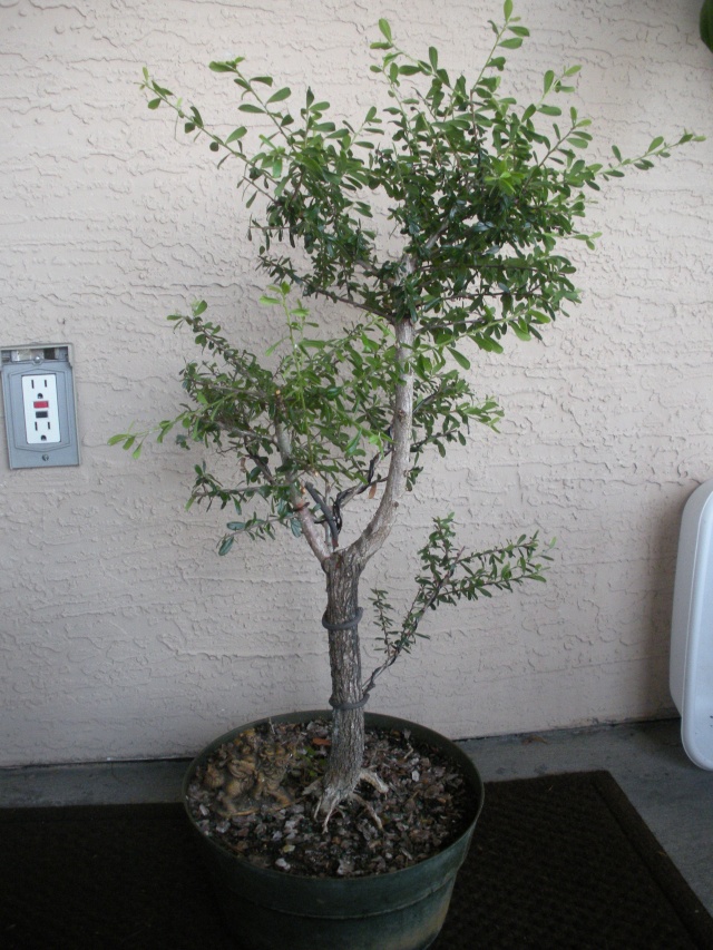 New to the forum! My trees/progression Growing in SW Florida Dscn2422