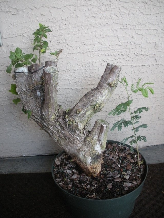 New to the forum! My trees/progression Growing in SW Florida Dscn2423