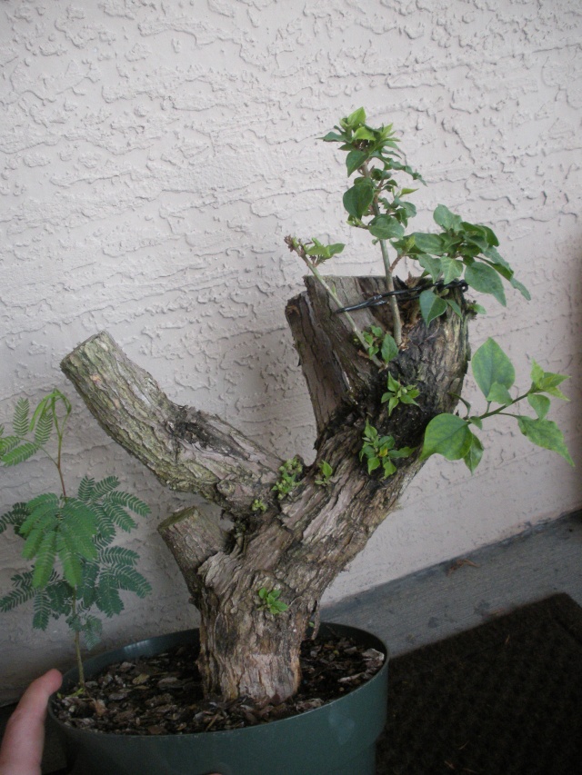 New to the forum! My trees/progression Growing in SW Florida Dscn2424