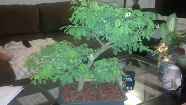 New to the forum! My trees/progression Growing in SW Florida Img_2010