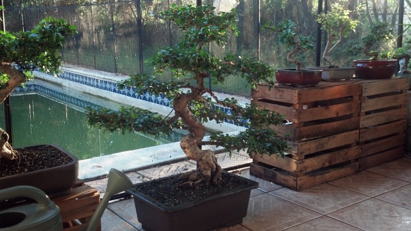 New to the forum! My trees/progression Growing in SW Florida Img_2011