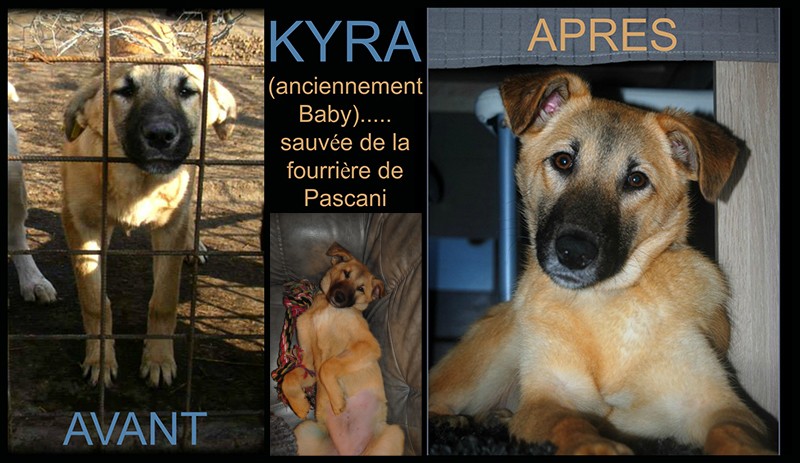 PHOTOS AVANT/APRES CHIENS ET CHATS MUKITZA - Page 7 Kyra10