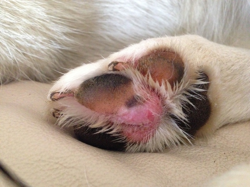 Infection & Possible Tumor on Paw Pad. Help plz. Pictures Included Photo_12