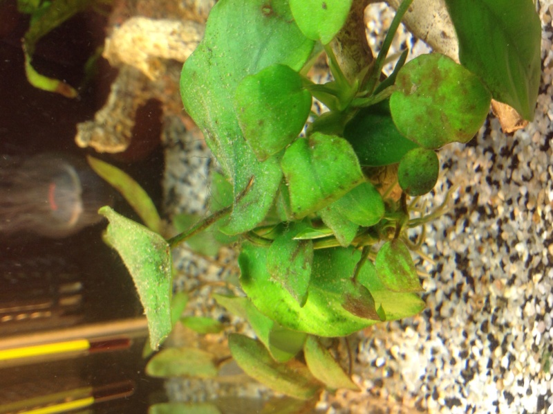 2 semaines de cyclage : algues Image36