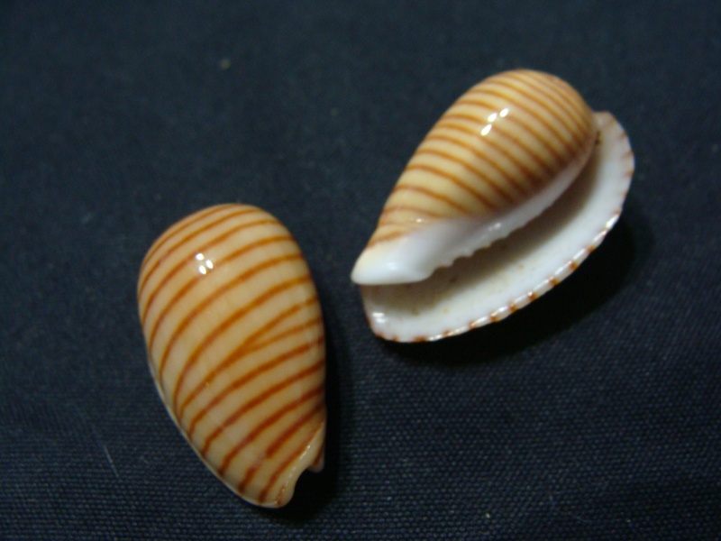 Persicula cingulata (Dillwyn, 1817) Shells30