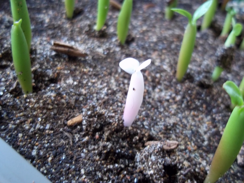 Adenium albinos 100_1528