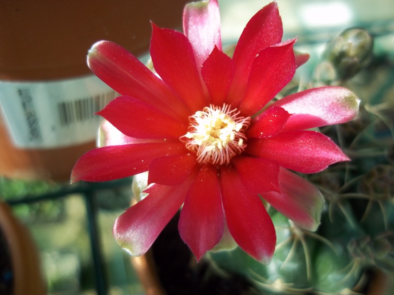 Gymnocalycium baldianum R410