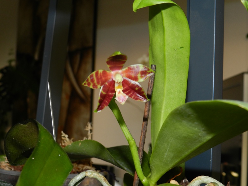 Phalaenopsis (( Ho's Kuangfeng Glory X Tsay's Evergreen) X Ho's Dreamy Jade) X Brother Ambo Passion Dscn1310