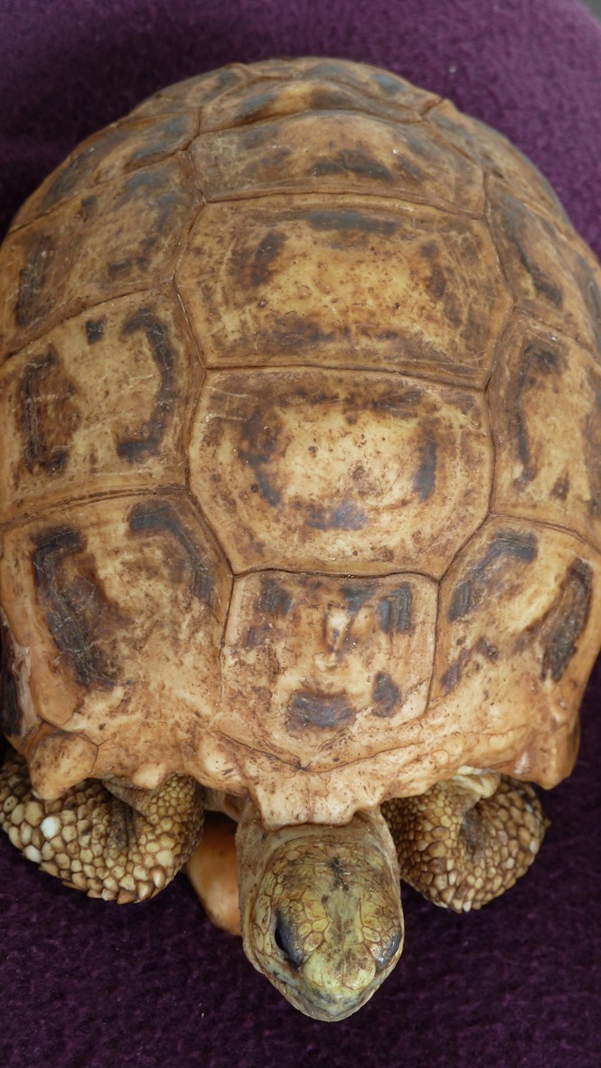 identification de tortues Tortue33