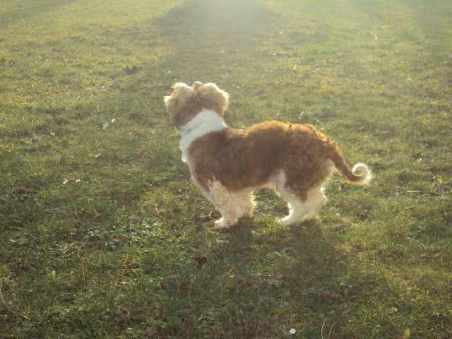 ROCKY, male shi tzu 11 ans  - Page 2 01410