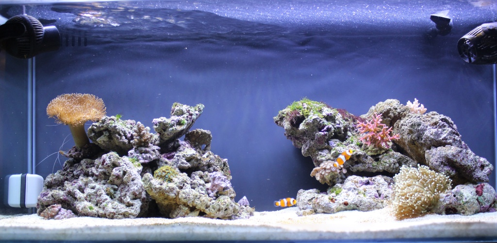 Fluval reef M90 de Rosi C11