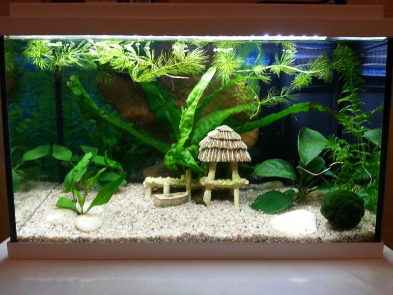 Nouvel aquarium en cycle 20140410