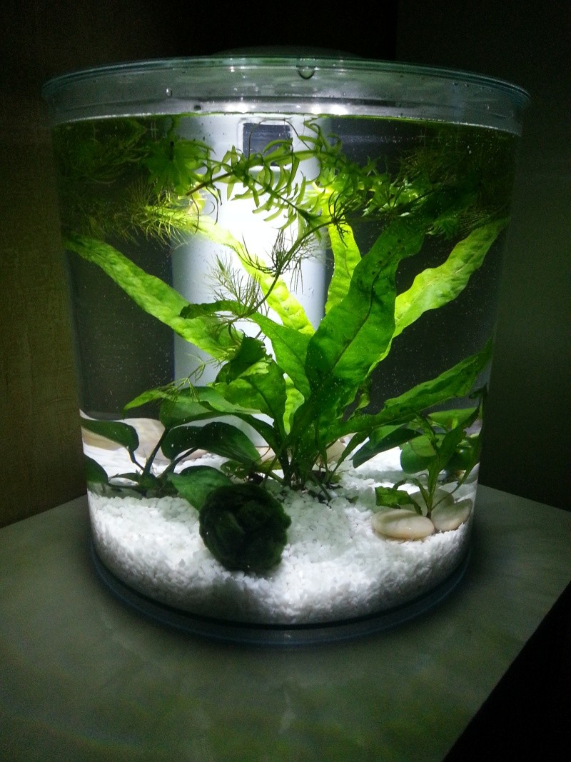 Nouvel aquarium en cycle 20140412