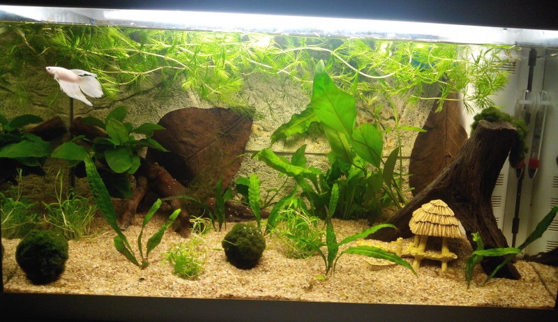 Aquarium de 60L pour betta - Page 2 Img_2012