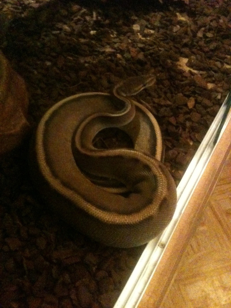 Terrarium python Worms10