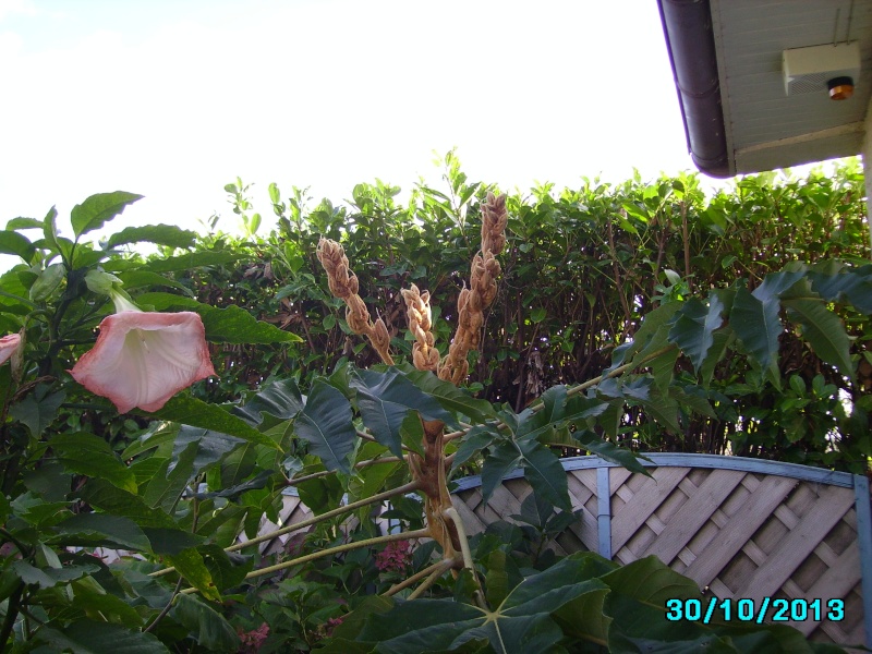 Mon jardin en seine et marne à 7 kms au nord ouest de Melun  Imgp3413