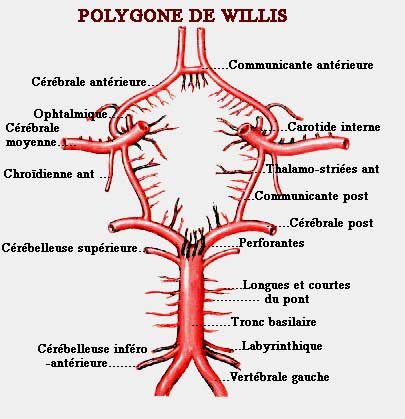 Polygône de Wilis Polygo10