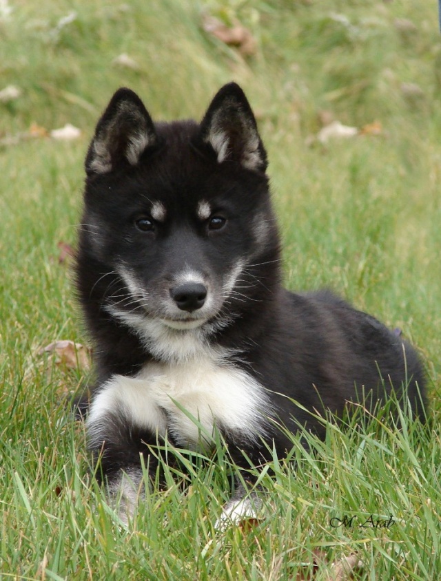 completely black husky  Fbdark10