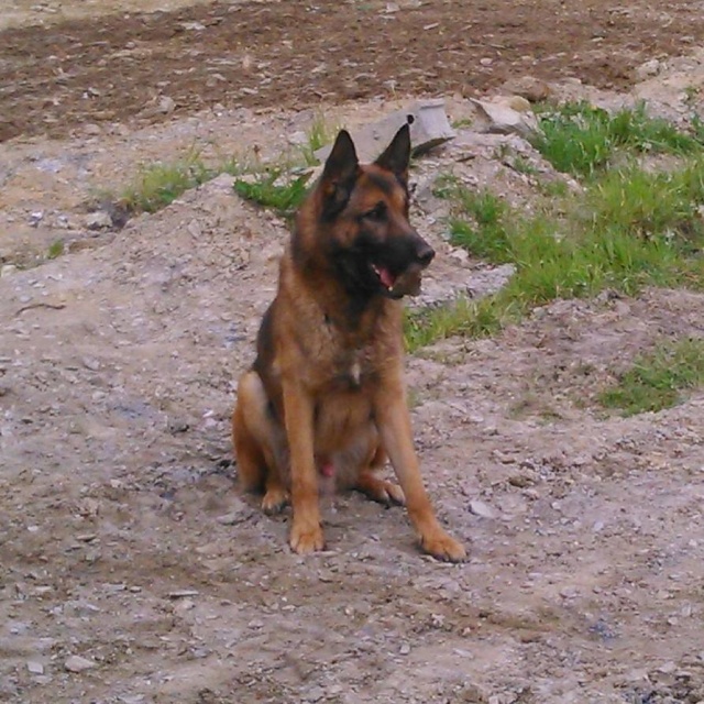 Chippeur, Malinois 10135810