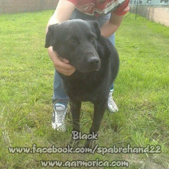 BLACK - x labrador 8 ans - Refuge de Brehand (22) Www_ki31