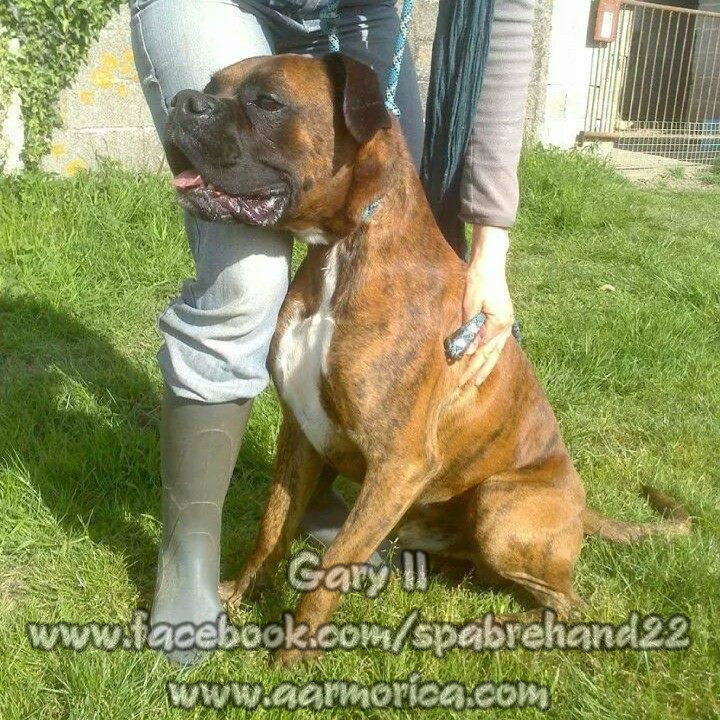 Gary II, Boxer Www_ki32