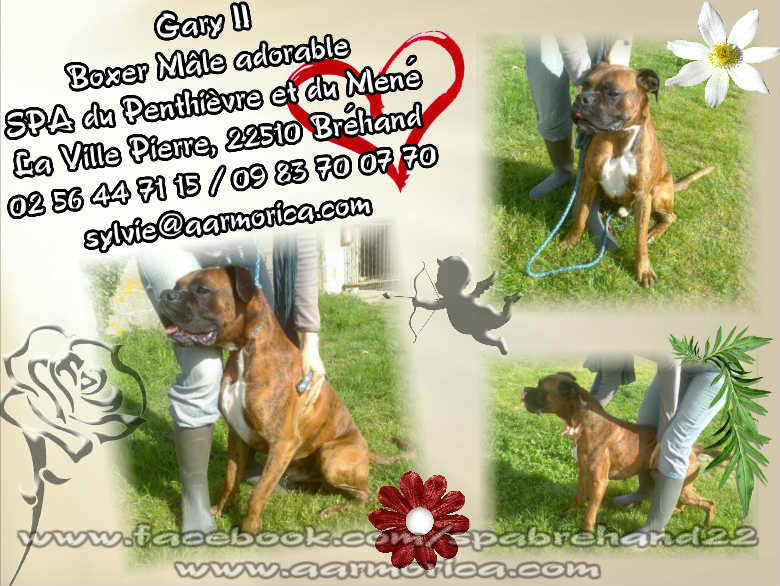 Gary II, Boxer Www_ki37