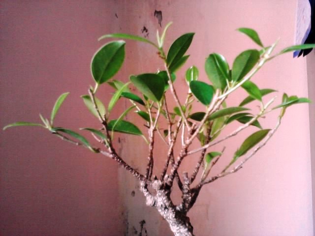 foglie ficus Ficus213