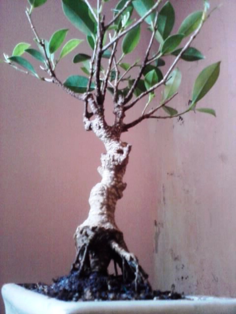 ficus - FICUS POST RINVASO Ficus310