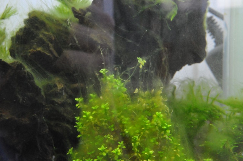 Help : Les algues attaquent ! Dsc_5411