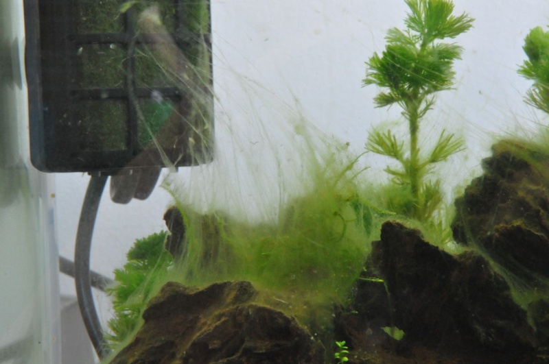 Help : Les algues attaquent ! Dsc_5413